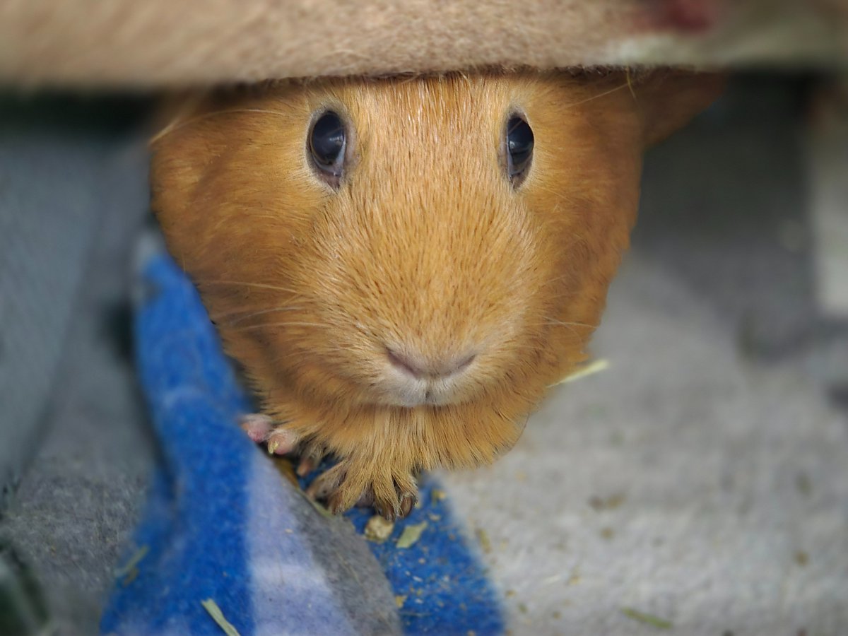 frog4gtc tweet media