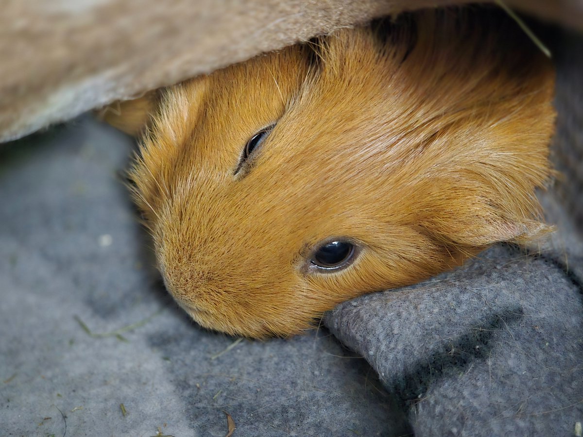 frog4gtc tweet media