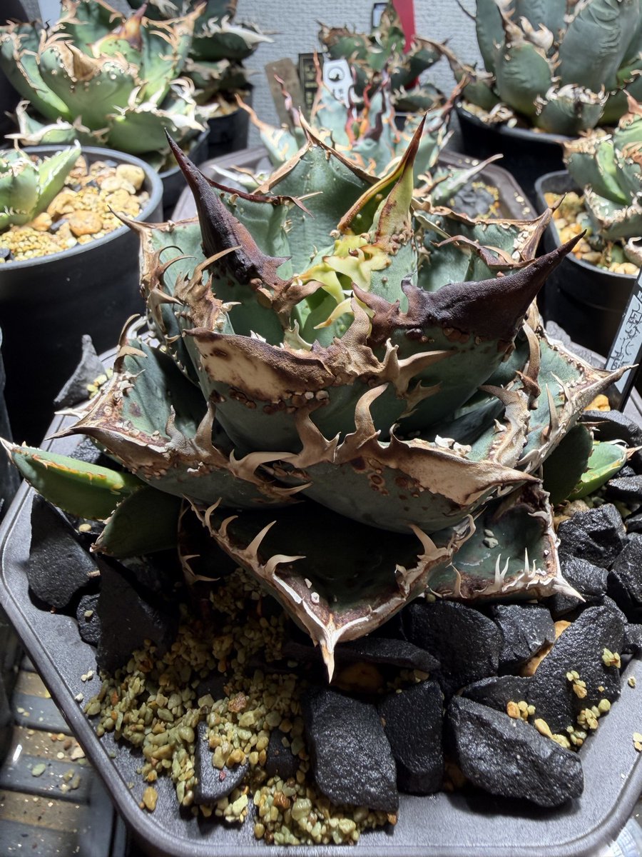 カイマン tweet media