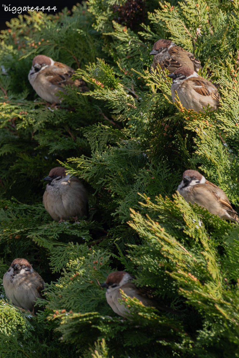 biggate4444@毎日スズメ今年で8年目 tweet media