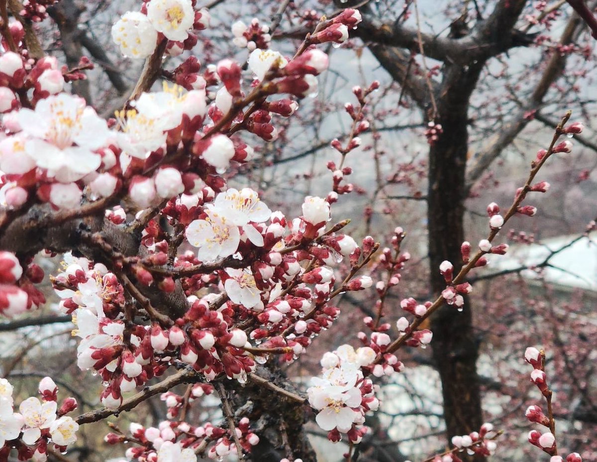 スズケー@🇵🇰🇮🇳推し tweet media