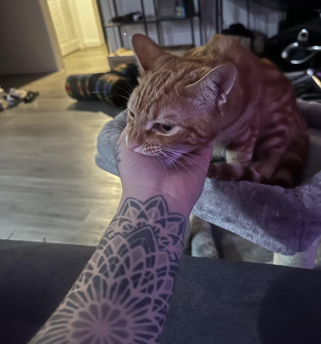 DACK JANIELS tweet media