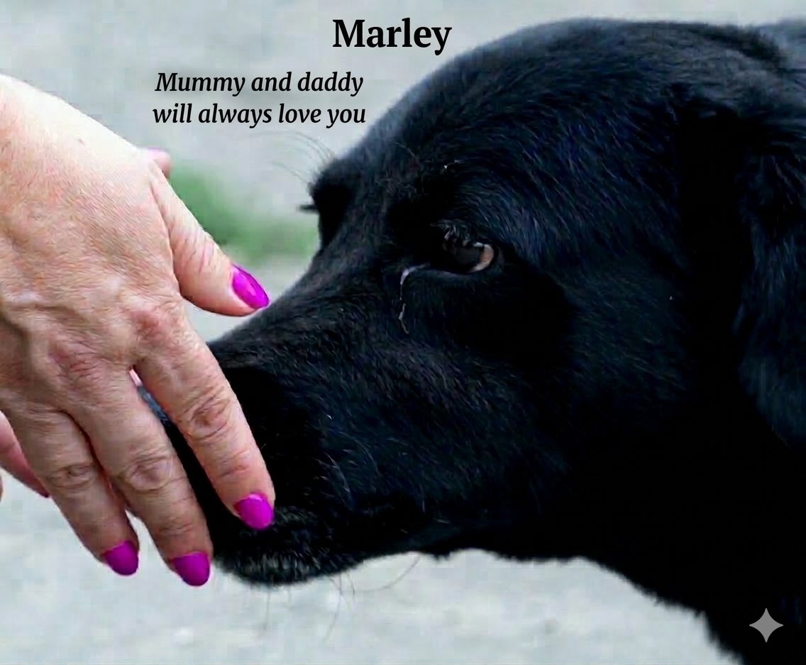 Valerie Dewhurst🎓📚🐕🦺🌻 tweet media