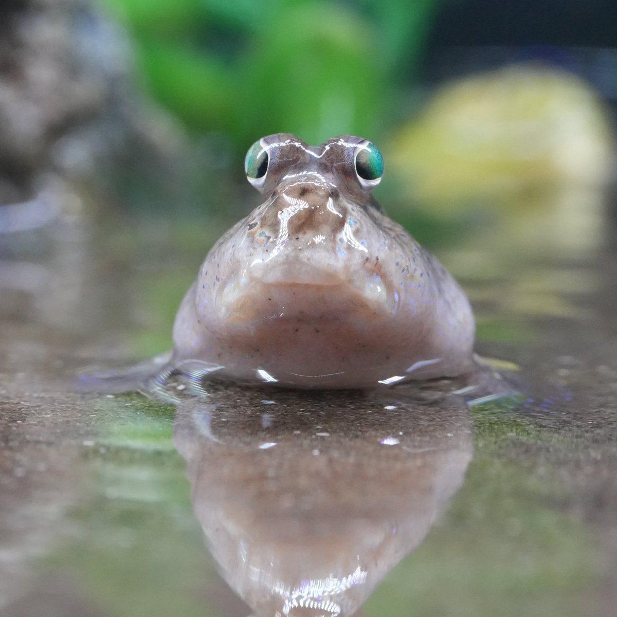 いけさんのトビハゼ tweet media