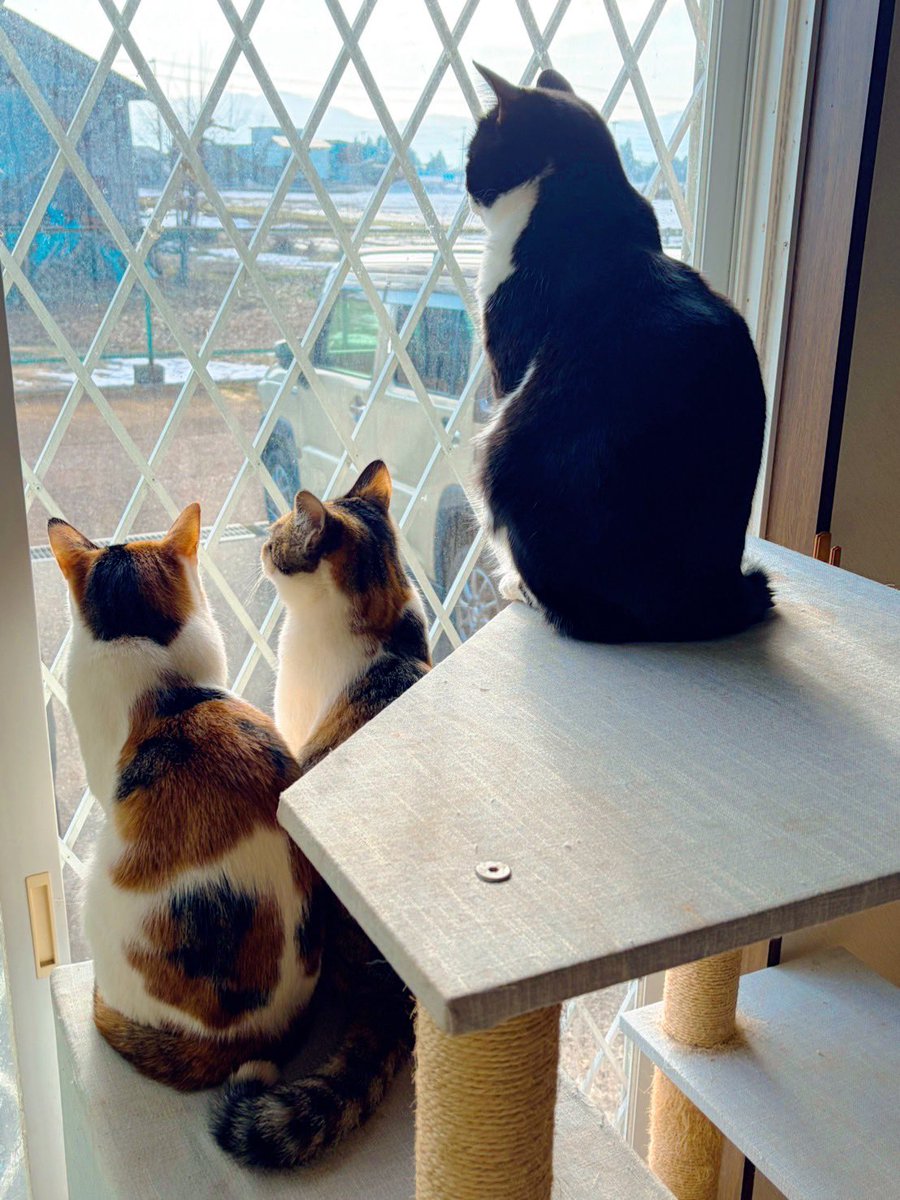 hiichan_japan's tweet image. 朝がやってきたわ
今日は晴れるわね☀️

#ニャルソック