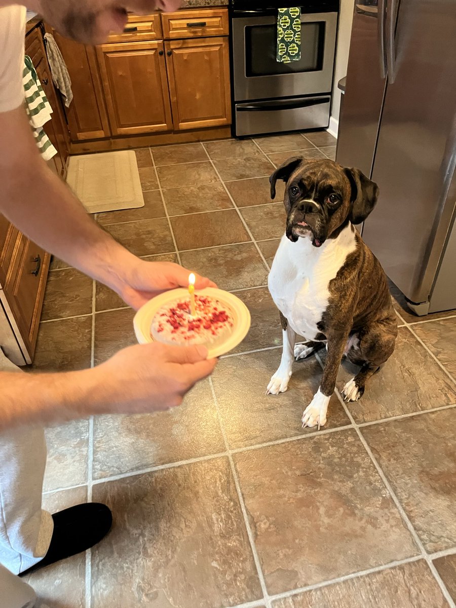 Max the Boxer tweet media