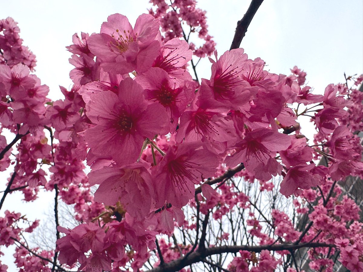 桜小路 tweet media