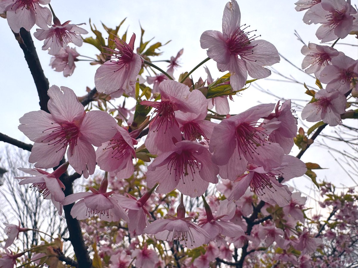 桜小路 tweet media