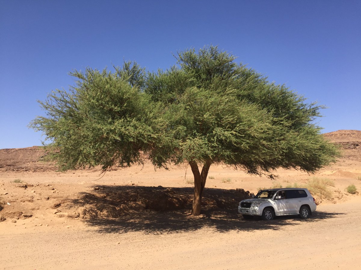 طارق الحسين tweet media