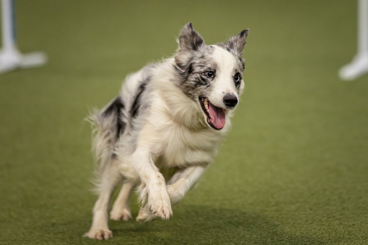 MissDPetography tweet media