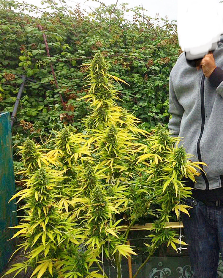 Skunk City Genetics tweet media