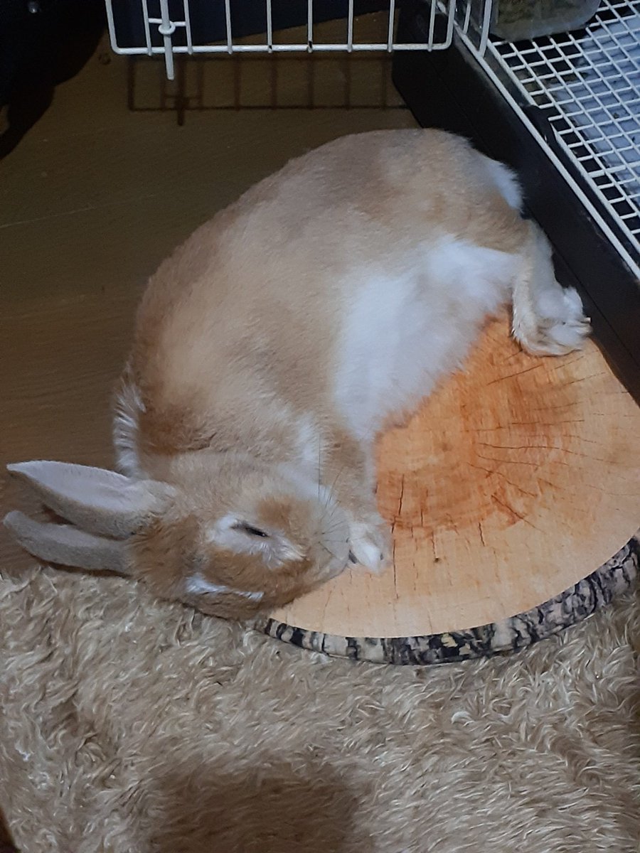 ２年前の柚ﾁｬﾝ。
やっぱりここに落ちてる🤭
穏やかなお顔が可愛過ぎ🥰❤️
もう一度なでなでしたいなぁ❤️