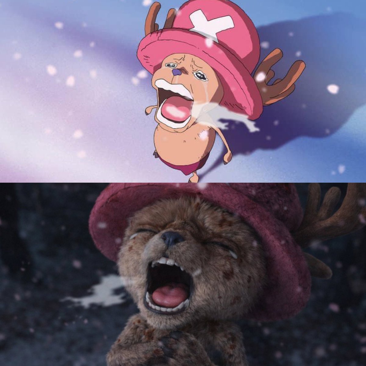 The one piece truly is real