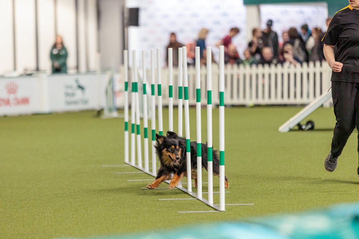 MissDPetography tweet media