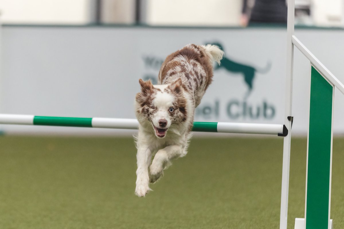 MissDPetography tweet media