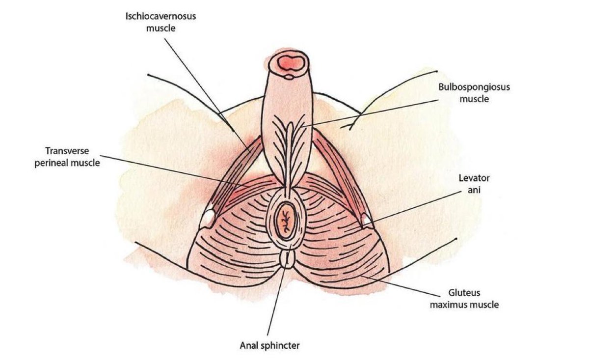 رغد الحربي tweet media