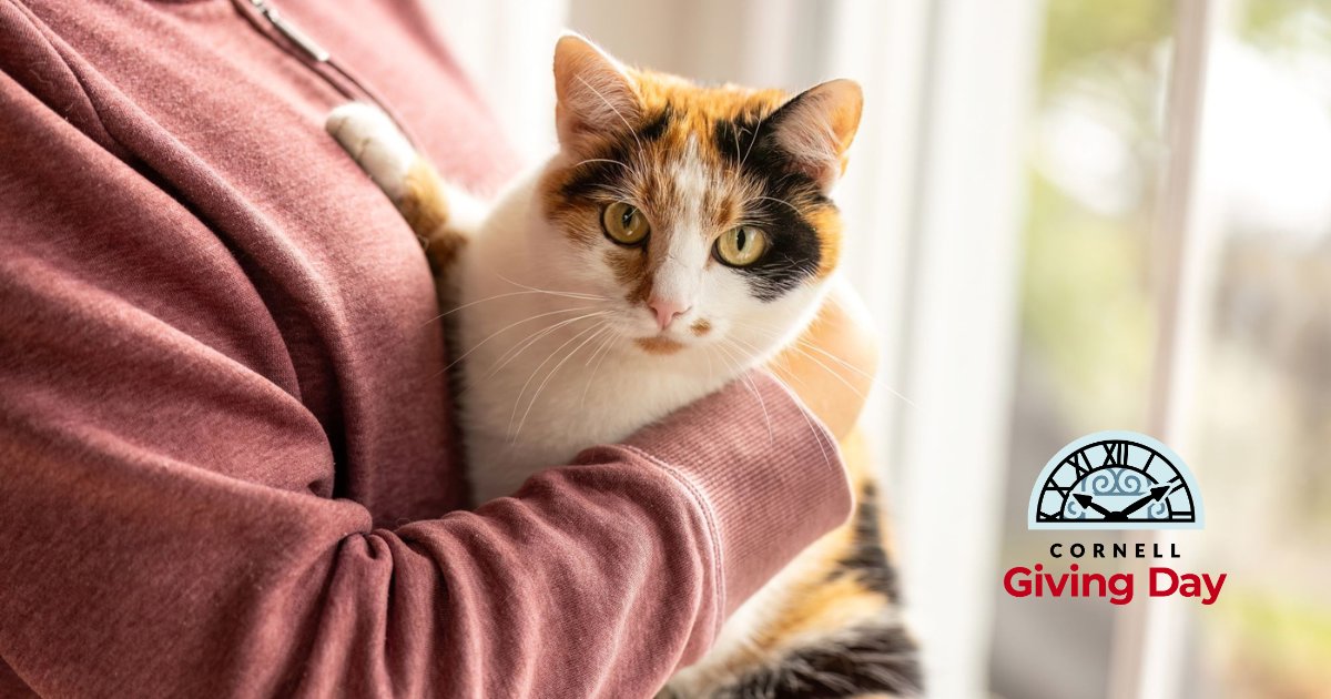 Cornell Feline Health Center tweet media