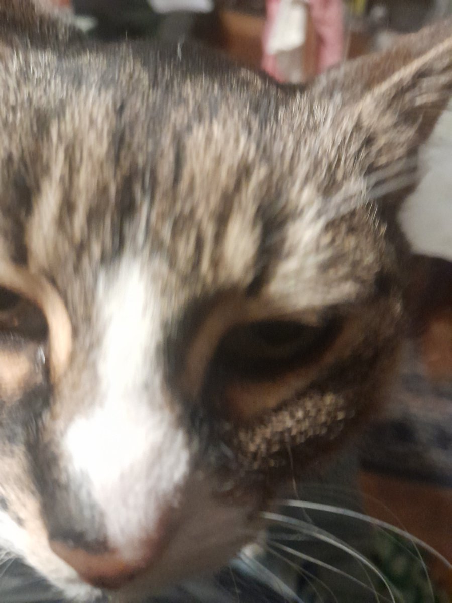 andreas olsson tweet media