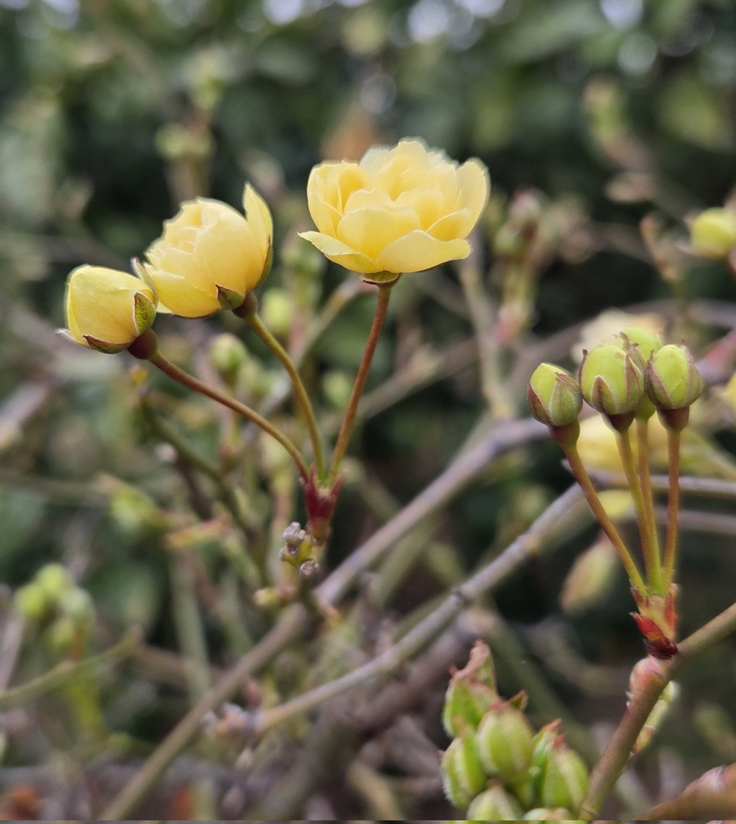 1122Yuurinn's tweet photo. 昨日は5月の当落発表🎯
行きたい日、行きたい場所
ご招待されました〜😊
5月まで少し待つけれど
今から楽しみだよ～🎶

我が家のモッコウバラが
咲き始めました🏵️
去年より1ヶ月も早い👀！
満開になるのもかなり早いかも！

今日もがんばりましょ💪

今日も大好き💕
#CNBLUE
#3LOGY https://t.co/aXHMdBk4Da