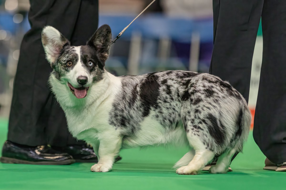 MissDPetography tweet media