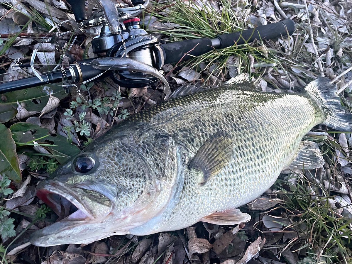 McYasiro's tweet photo. 延長戦捻り出しフィッシュ🐟
バチバチ風表でも魚出せるバマストは、今まで拾えなかった魚に触れる良い手札。
もっと早くにやっとけば良かった😂
#スパロFA https://t.co/si4HCAOSHB