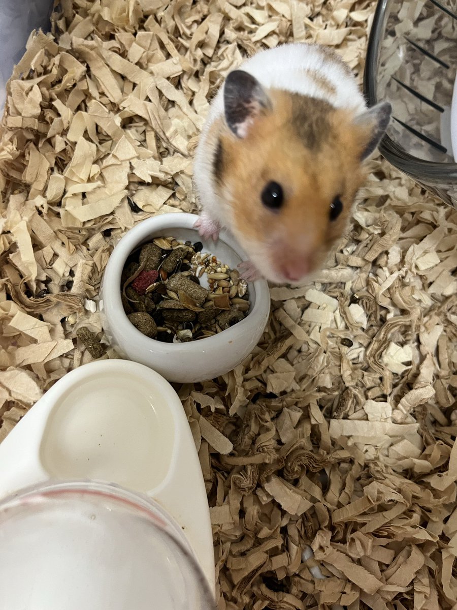 一般社団法人 ハムメディア tweet media