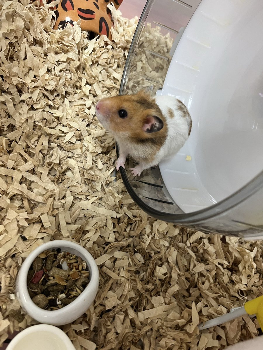 一般社団法人 ハムメディア tweet media