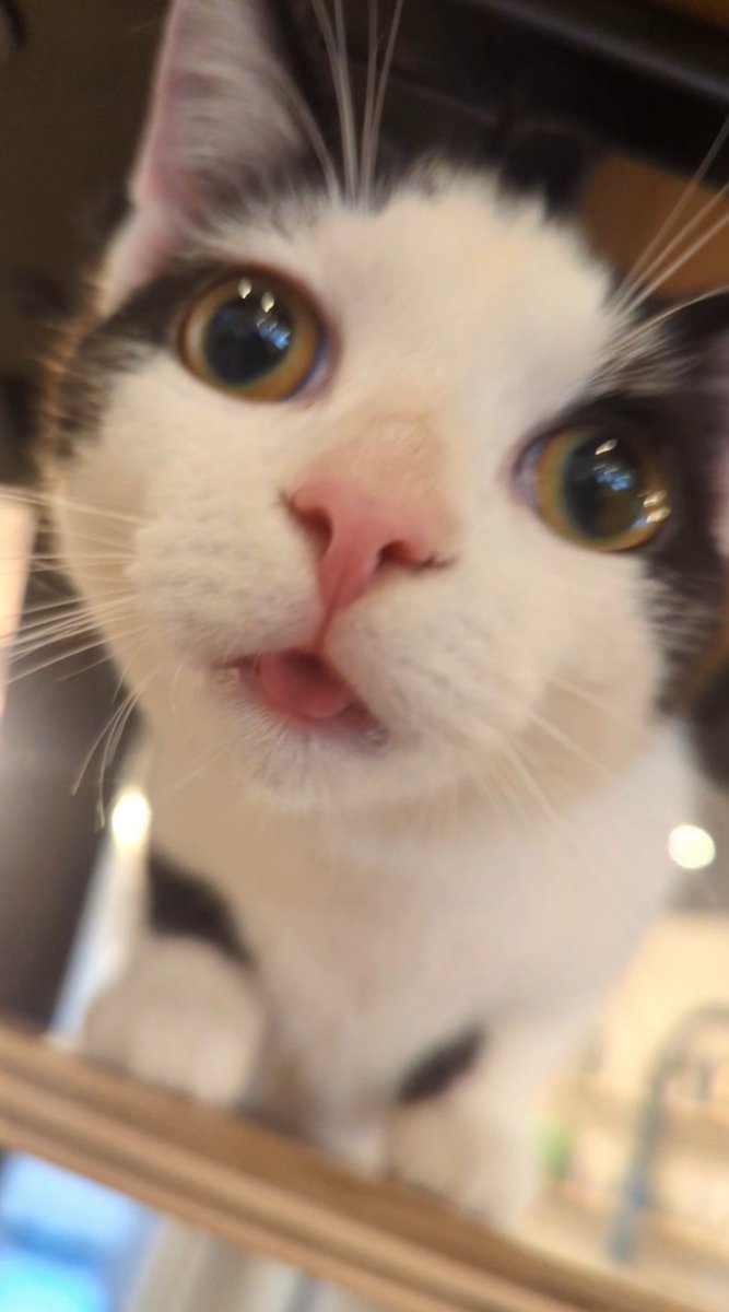 𝔢 𝔩 𝔩 𝔦 𝔢 tweet media