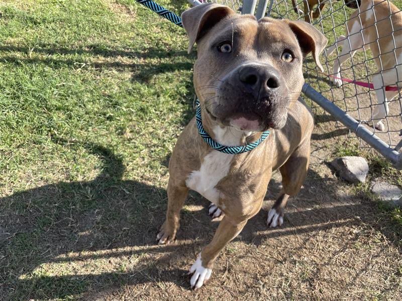 Dubs4Mutts's tweet image. Love Her!!! 🙏🏽🐕‍🦺♥️ MOLLY 🥰