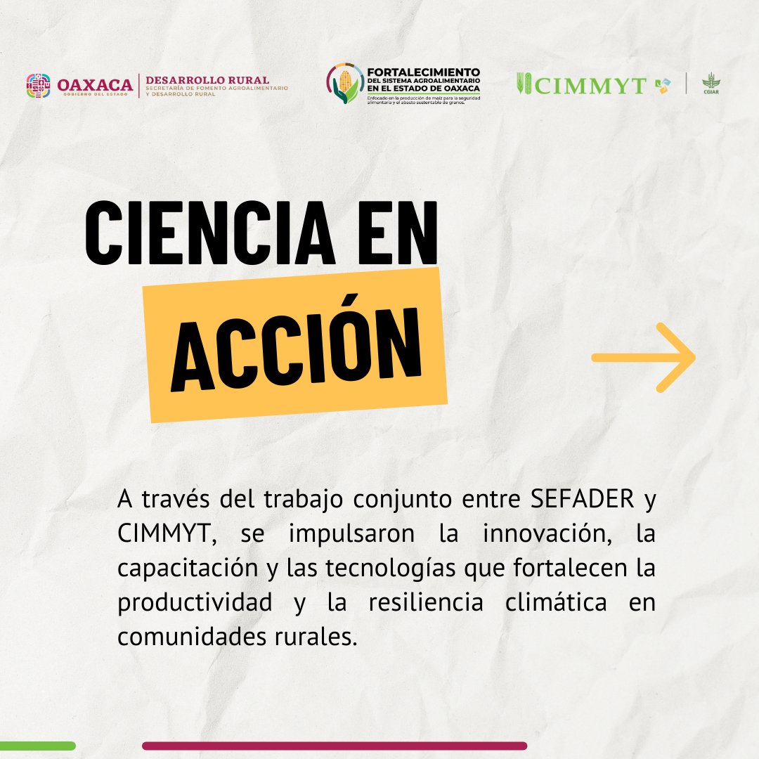 ACCIMMYT's tweet photo. 🌽🤝 Cuando la ciencia y la política pública se articulan, el campo avanza.

En #Oaxaca, la colaboración entre #SEFADER y #CIMMYT impulsa innovación, capacitación técnica y herramientas digitales que fortalecen la productividad y la resiliencia climática en comunidades rurales.👇 https://t.co/Iy3P1mIxFY