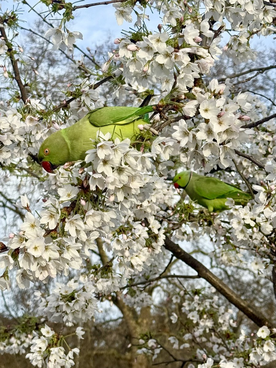 monty772011's tweet photo. London Parakeets, St James’s Park #StJamessPark #RoyalParks #London #Parakeets https://t.co/zVe8xBxwIw