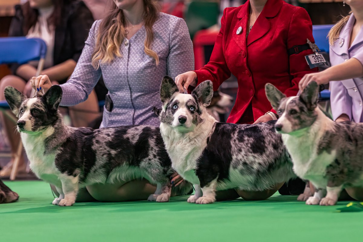 MissDPetography tweet media