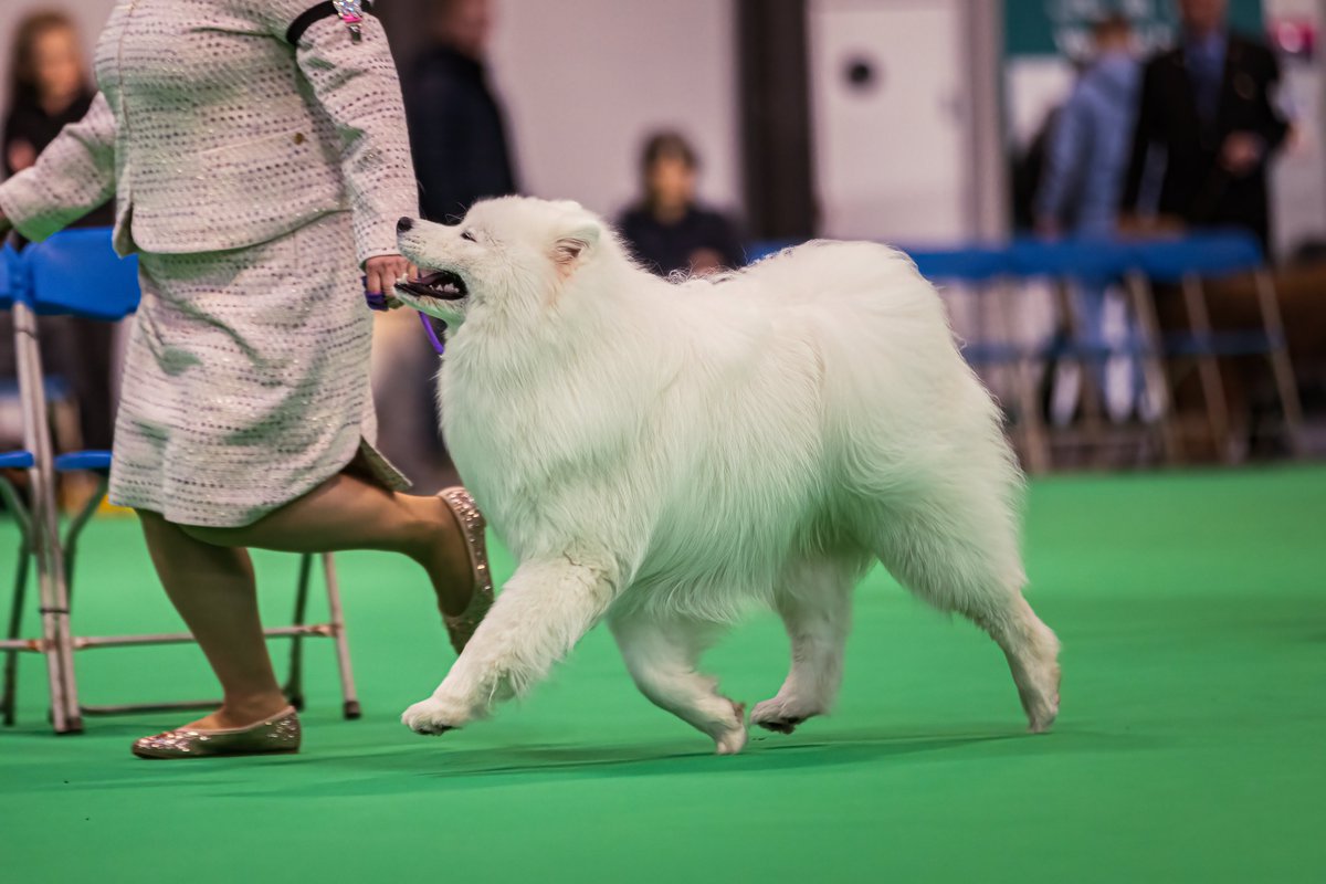 MissDPetography tweet media