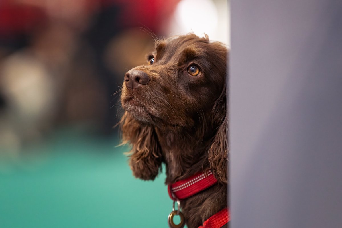 MissDPetography tweet media