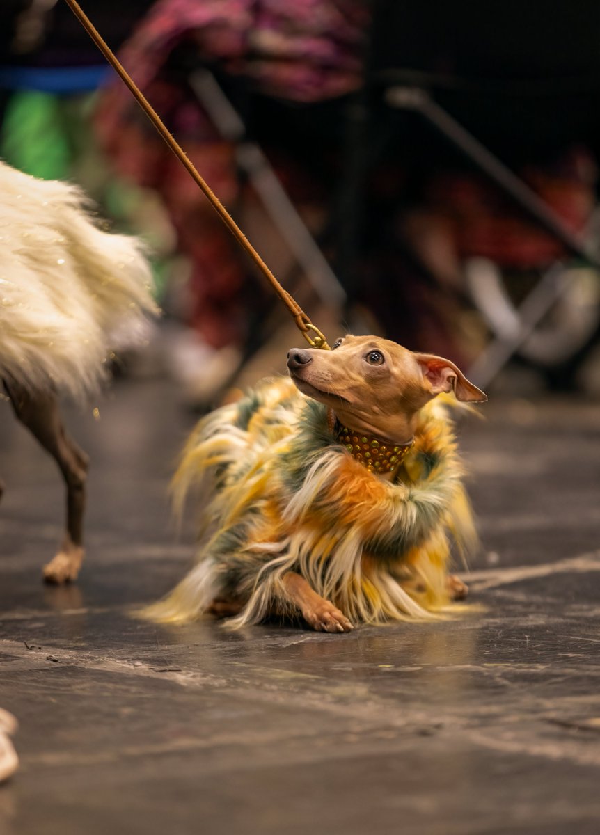 MissDPetography tweet media