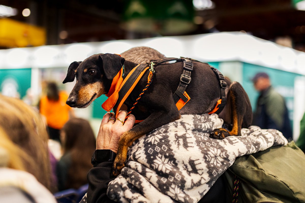 MissDPetography tweet media