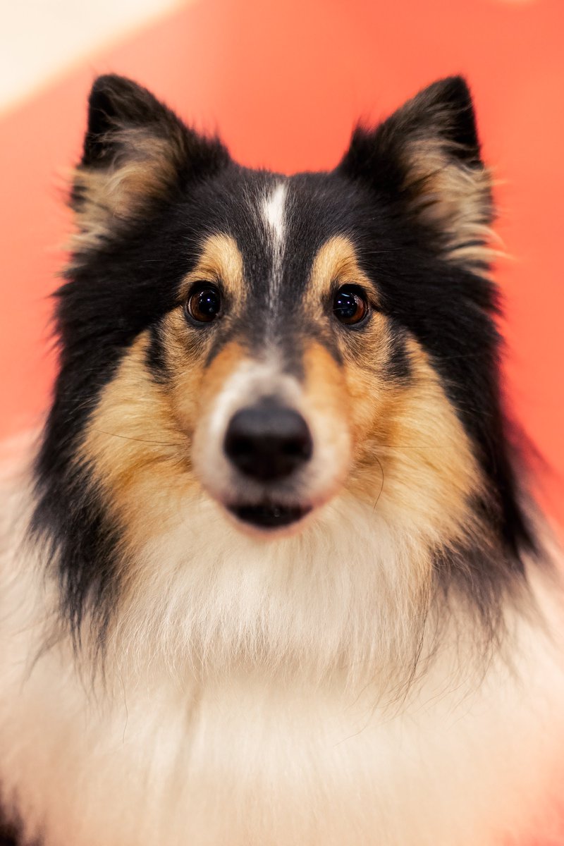 MissDPetography tweet media