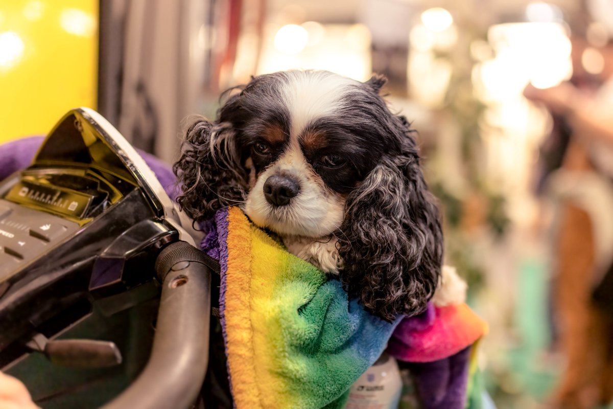 MissDPetography tweet media