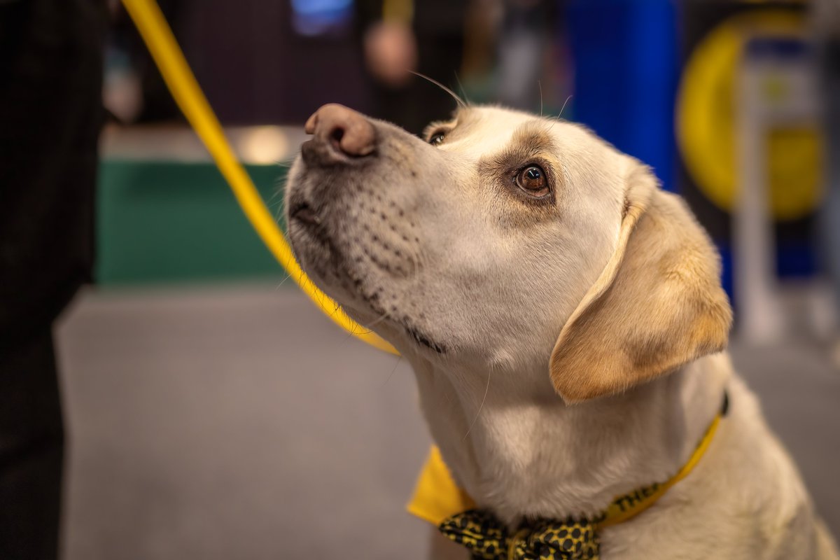 MissDPetography tweet media