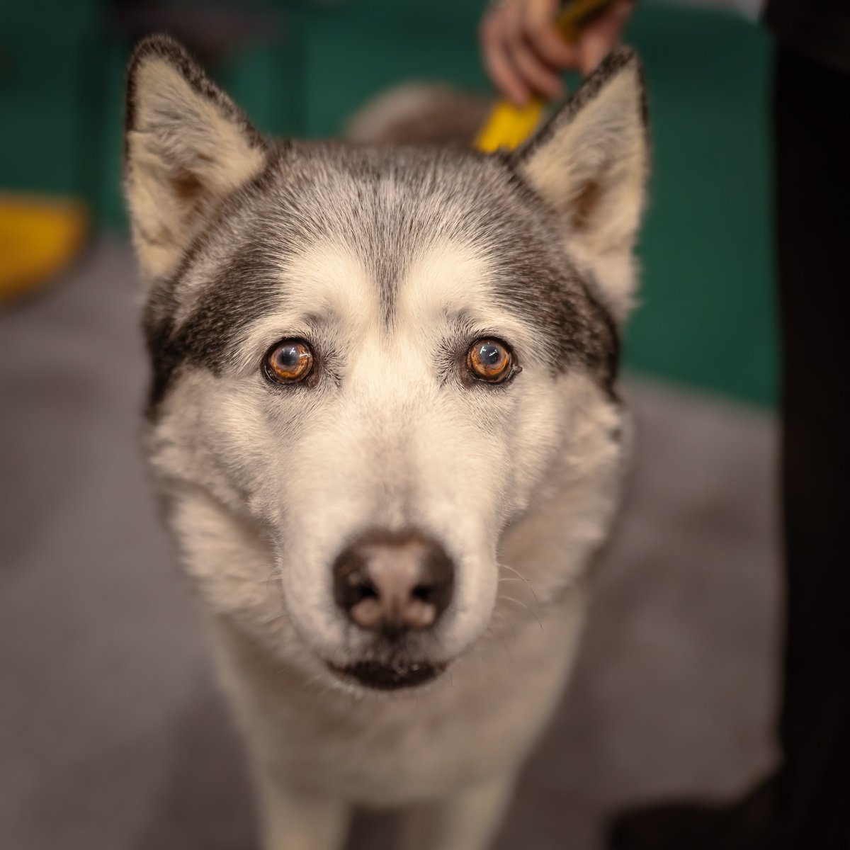 MissDPetography tweet media