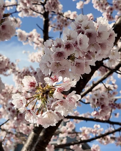 tomoko tomoko tweet media