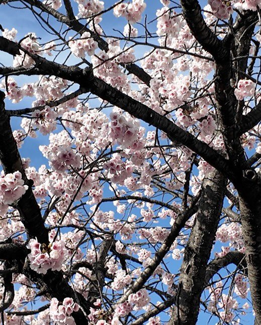 tomoko tomoko tweet media