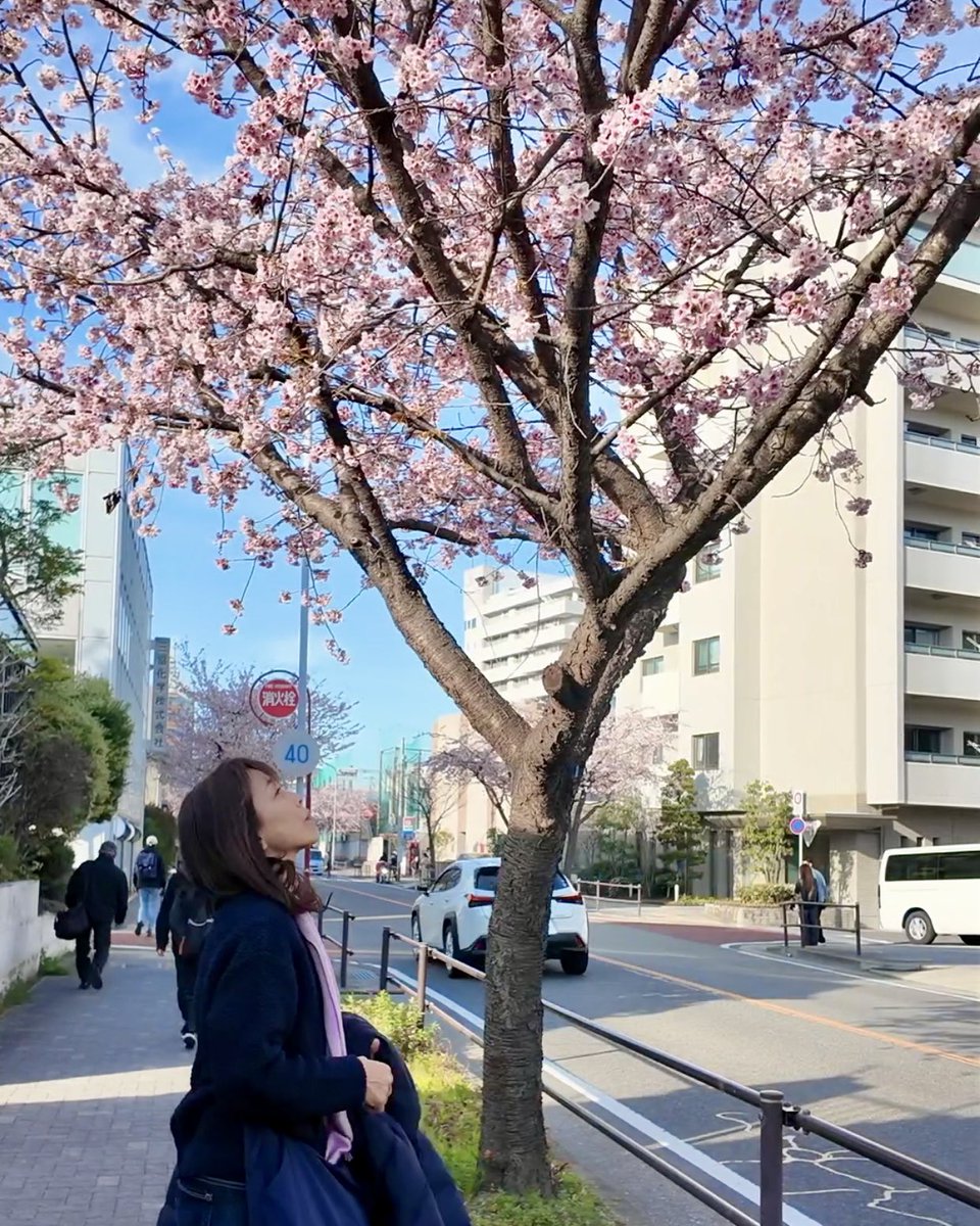 tomoko tomoko tweet media