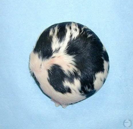 🜏 🔥Rainbow 🔥🜏 tweet media