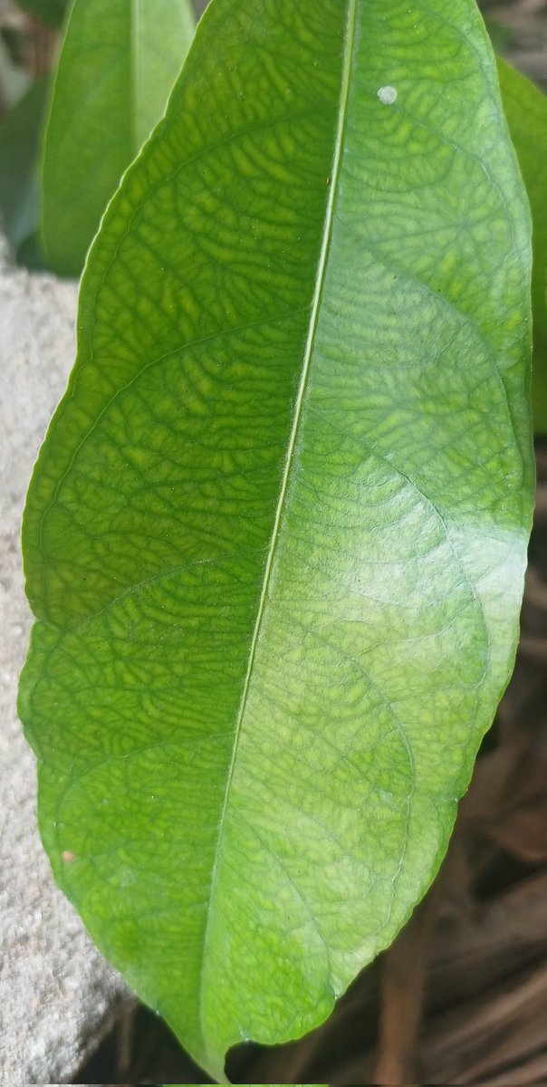 Captain 🏹 (jariusos.base.eth) tweet media