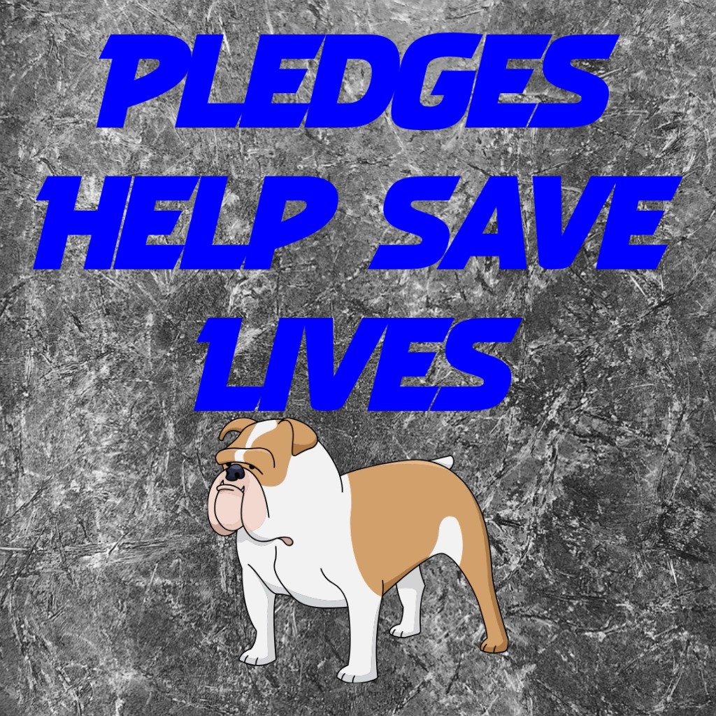 Team Animal Voice #NYCACC Dogs #TAP4ACCDOGS tweet media