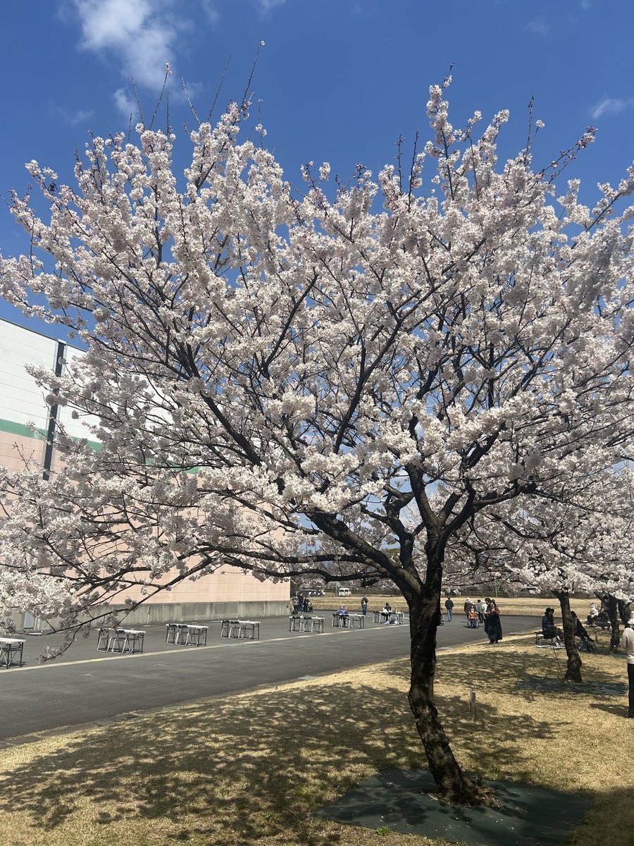 桜めっちゃ綺麗🤩