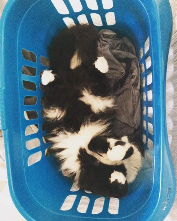 Sometimes I worry I post too much but then I think ah come on everyone loves a cat in a basket