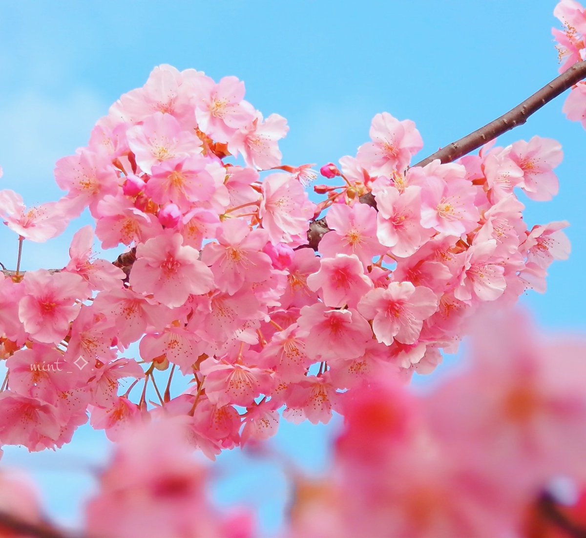 mint︎︎𓂃⟡.· tweet media