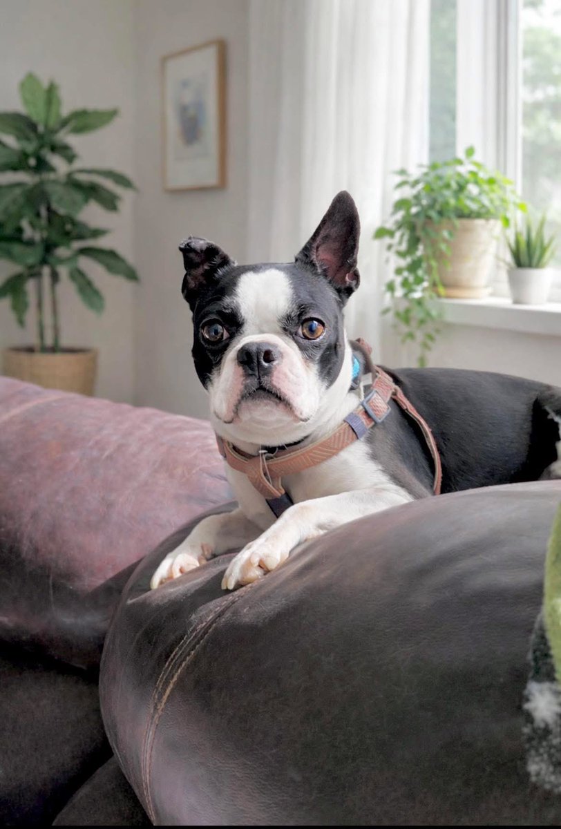 Rescue Dogs Rock, D.C. 🐾🐾🇺🇸 tweet media